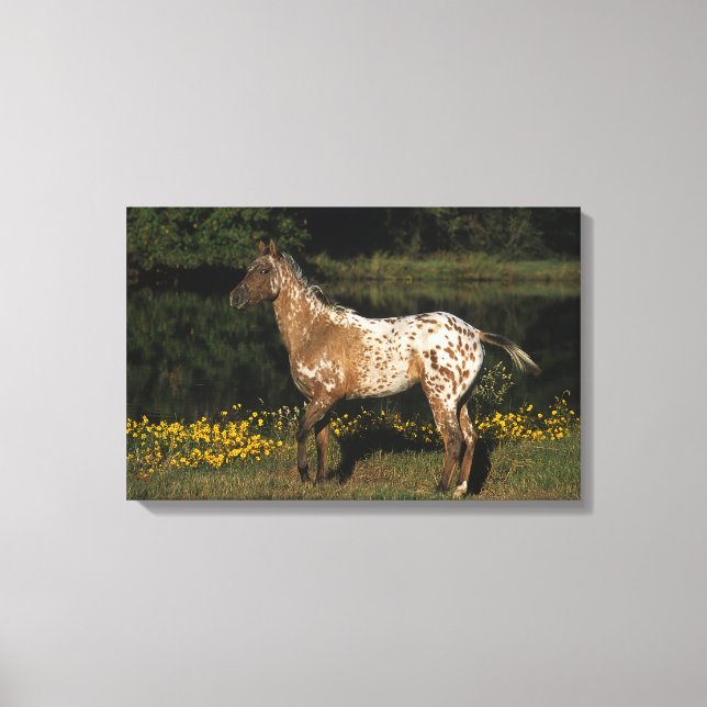 Appaloosa Pferd Stehend am See Leinwanddruck (Vorderseite)