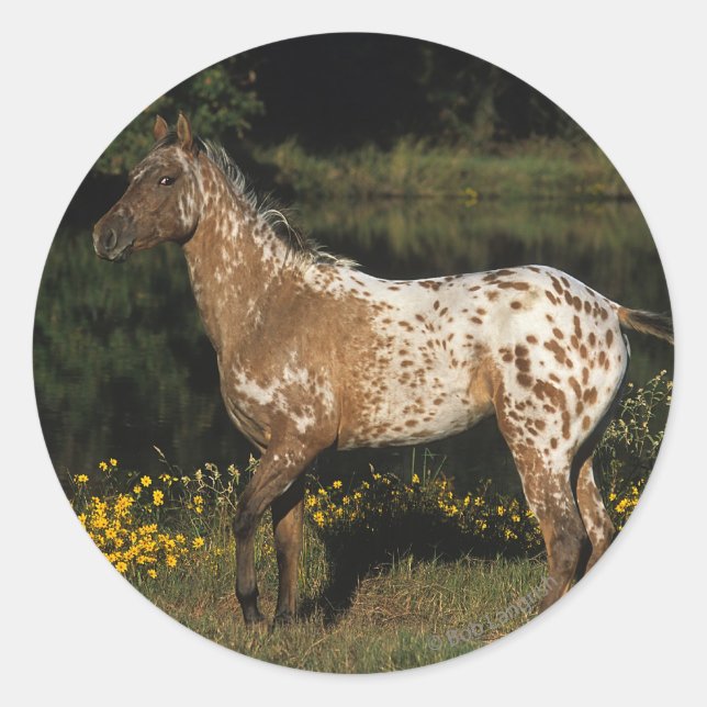 Appaloosa Pferd Stehend am See Runder Aufkleber (Vorderseite)