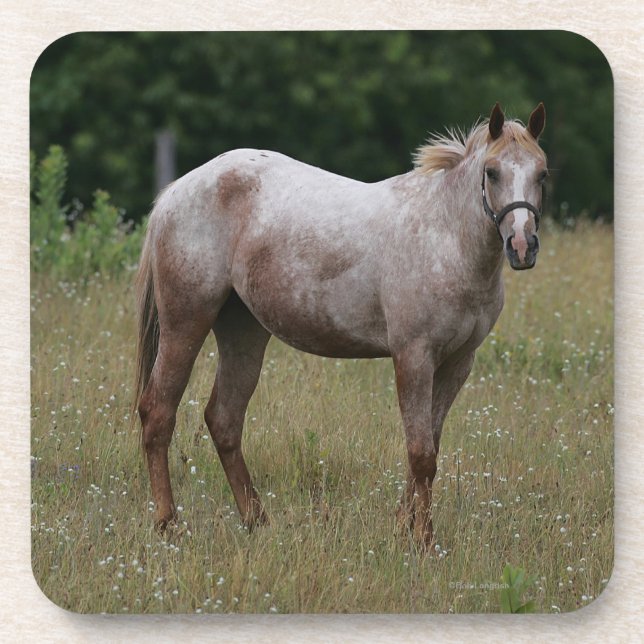 Appaloosa-Pferd stehend im Gras Getränkeuntersetzer (Vorderseite)