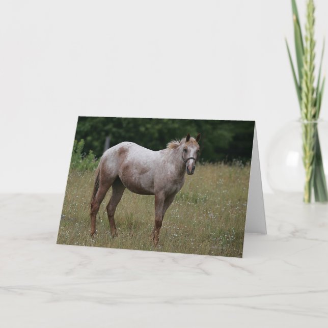 Appaloosa-Pferd stehend im Gras Karte (Vorderseite)