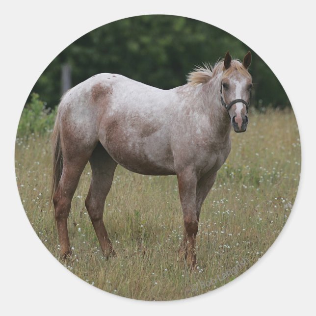 Appaloosa Pferd Stehend im Gras Runder Aufkleber (Vorderseite)