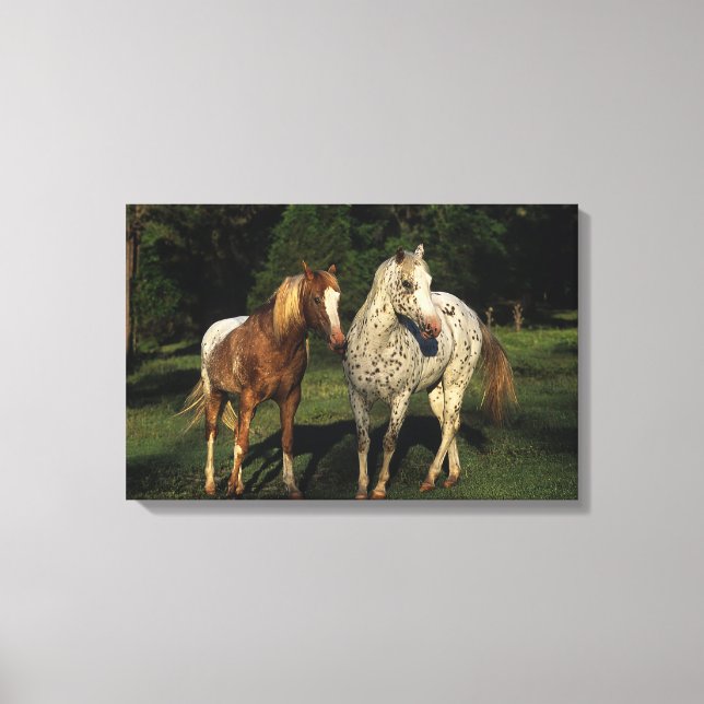 Appaloosa Pferde Leinwanddruck (Vorderseite)