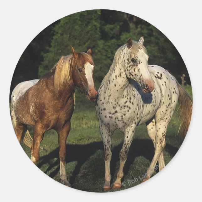 Appaloosa Pferde Runder Aufkleber (Vorderseite)