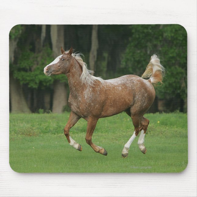 Appaloosa-Pferdebetrieb Mousepad (Vorne)