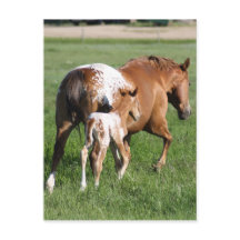 Appaloosa Pferdefohlen und Stute
