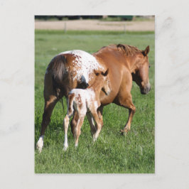 Appaloosa Pferdefohlen und Stute Postkarte