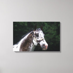 Appaloosa-PferdeHeadshot 2 Leinwanddruck
