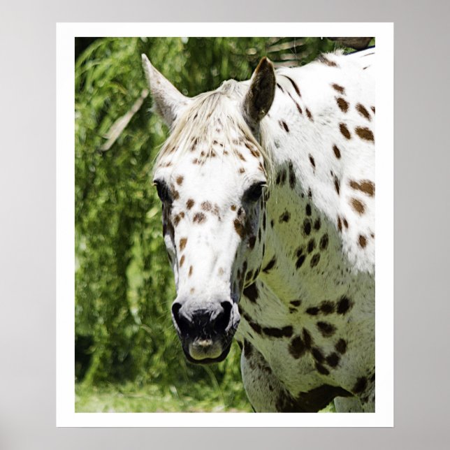 Appaloosa-Portrait, Pferdefotografie Poster (Vorne)