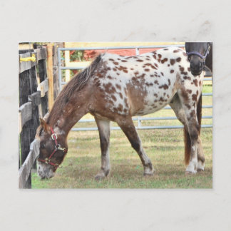 Appaloosa Postkarte