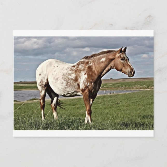 Appaloosa Postkarte (Vorderseite)