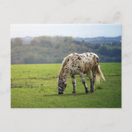 Appaloosa Postkarte