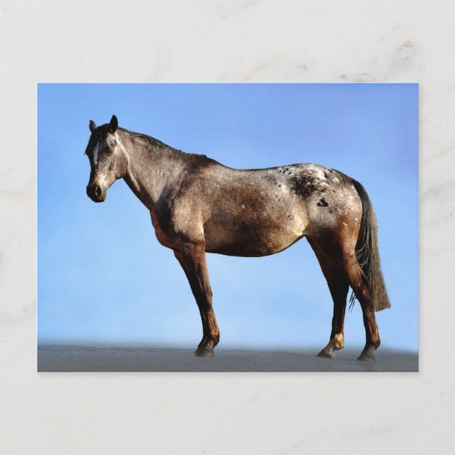 Appaloosa Postkarte (Vorderseite)