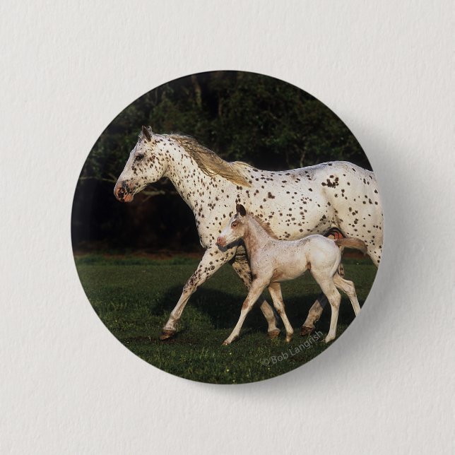 Appaloosa-Stute und Fohlen auf dem Gebiet Button (Vorderseite)