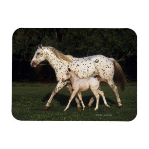 Appaloosa-Stute und Fohlen auf dem Gebiet Magnet
