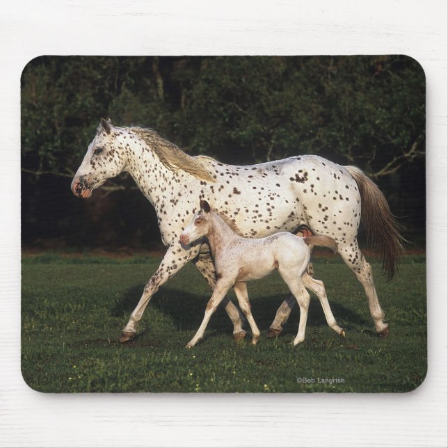 Appaloosa-Stute und Fohlen auf dem Gebiet Mousepad (Vorne)