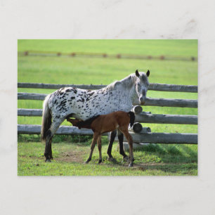 Appaloosa-Stute und Fohlen Postkarte