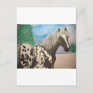 Appaloosa Winter Postkarte