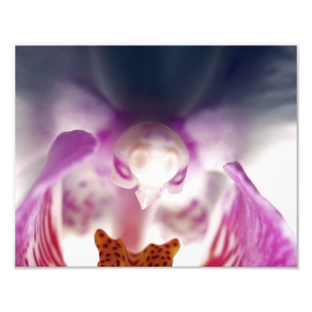 Apparition d'orchidée - Élargissement de la photo (Devant)