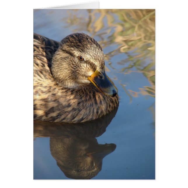 Appelez Duck Hen Avec Des Réflexions (Devant)