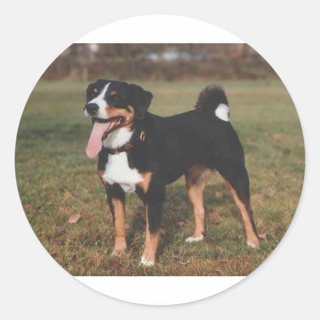 Appenzeller Sennenhund Dog Runder Aufkleber (Vorderseite)