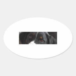 Appenzeller Sennenhund eyes.jpg Ovaler Aufkleber
