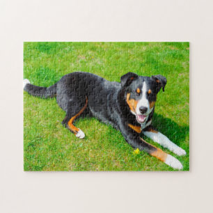 Appenzeller Sennenhunde.