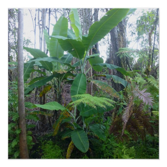 APPLE BANANA TREES BIG ISLAND HAWAII POSTER (Vorderseite)