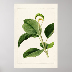 Apple Blätter (Malus Domestica) (1910) von James M Poster