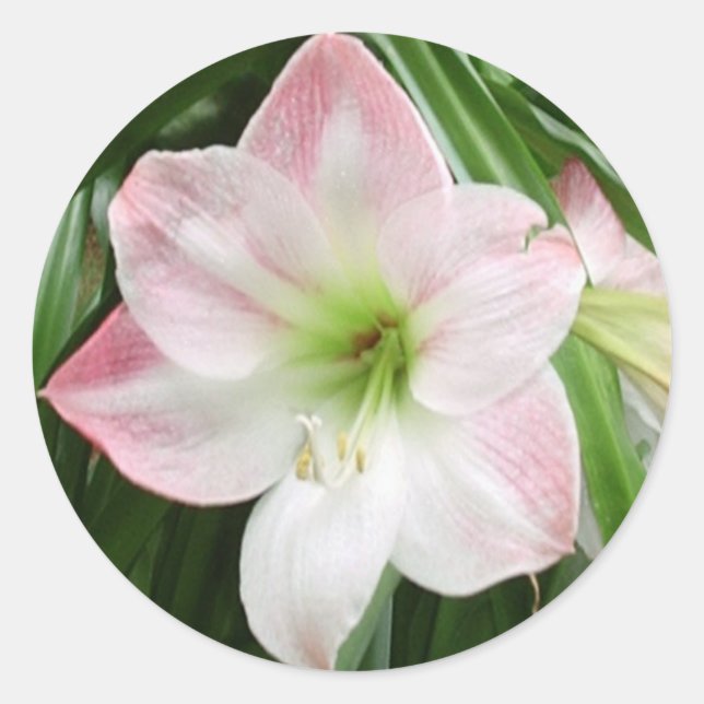 Apple Blossom Amaryllis Romantischer Sticker (Vorderseite)