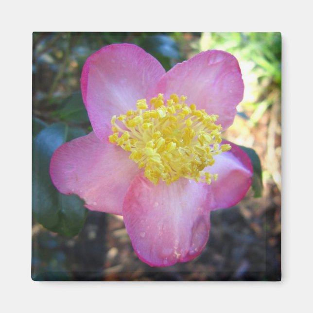 Apple Blossom Camelia Photo Carré Magnet (Devant)