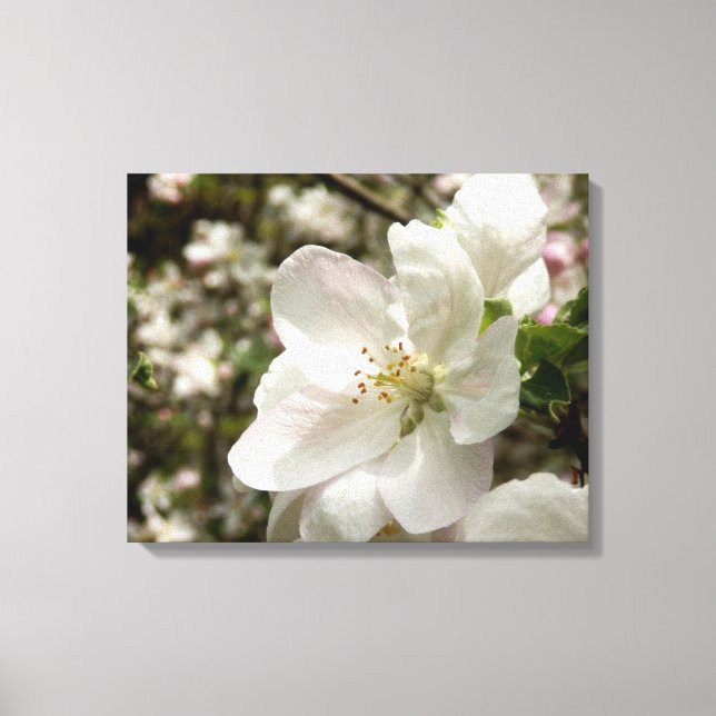 Apple Blossom Canvas Print Leinwanddruck (Vorderseite)