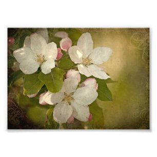 Apple Blossom Cluster Foto Print