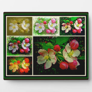Apple Blossom Collage - Verbessertes digitales Fot Fotoplatte