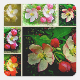 Apple Blossom Collage - Verbessertes digitales Fot Quadratischer Aufkleber