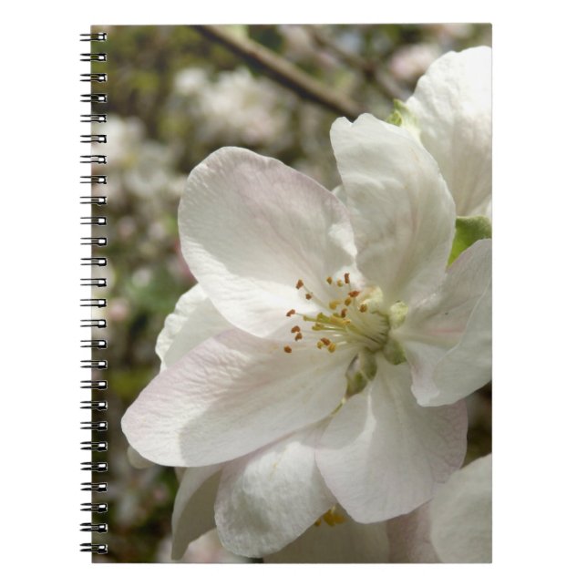 Apple Blossom Foto Notebook Notizblock (Vorderseite)