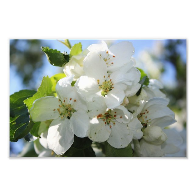 Apple Blossom Fotodruck (Vorne)