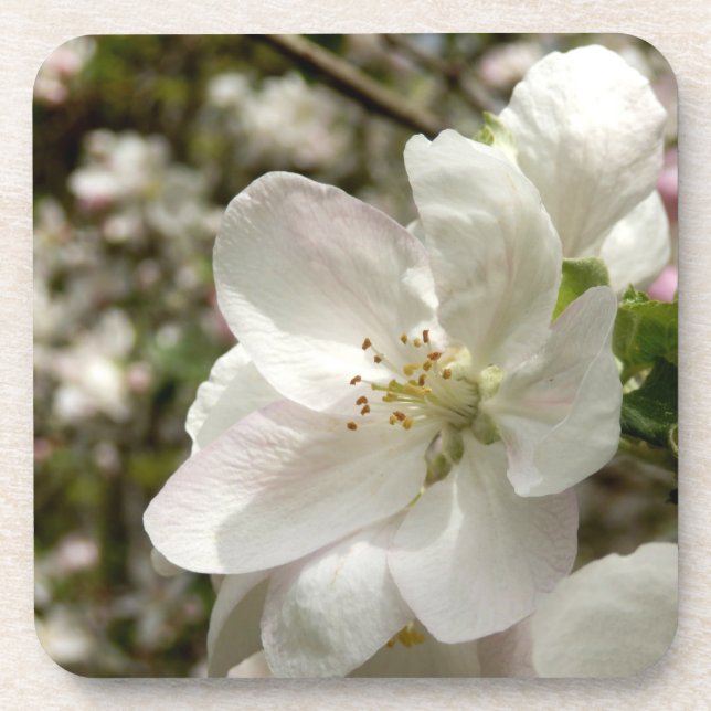 Apple Blossom Hard Plastic Untersetzer (Vorderseite)