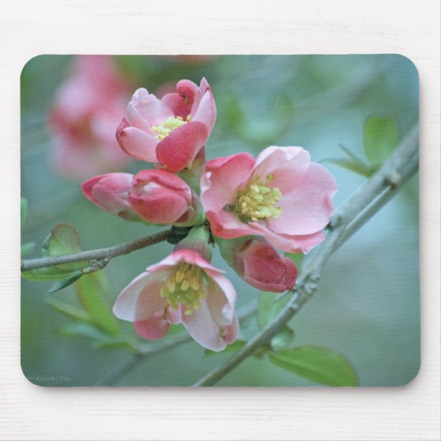 Apple Blossom #P0356 Mousepad (Vorne)