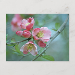 Apple Blossom #P0356 Postkarte