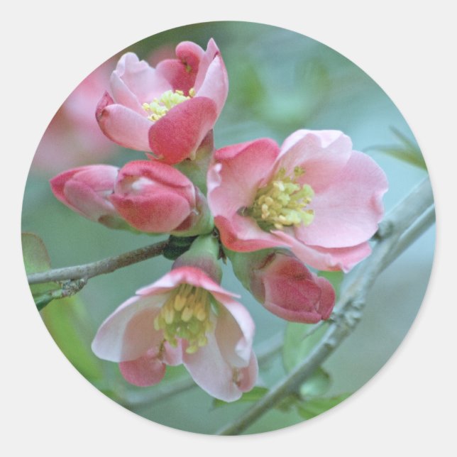 Apple Blossom #P0356 Sticker (Vorderseite)