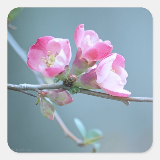 Apple Blossom #P0358 Aufkleber (Vorderseite)