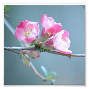 Apple Blossom #P0358 Foto