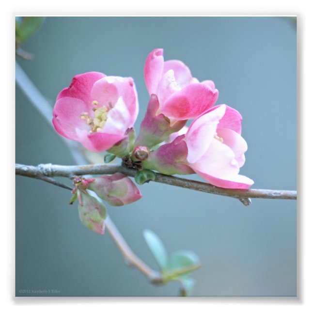 Apple Blossom #P0358 Foto (Vorne)