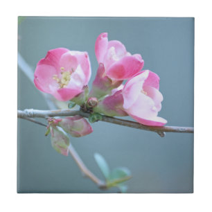 Apple Blossom #P0358 Tile Fliese