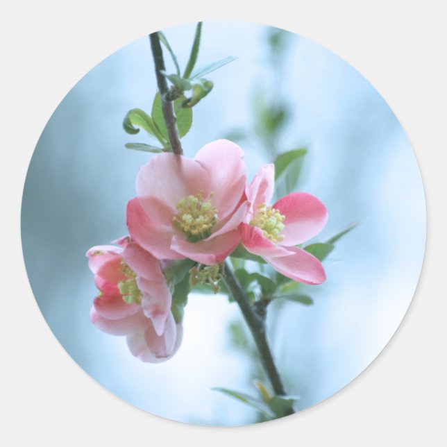 Apple Blossom #P0365 Aufkleber (Vorderseite)