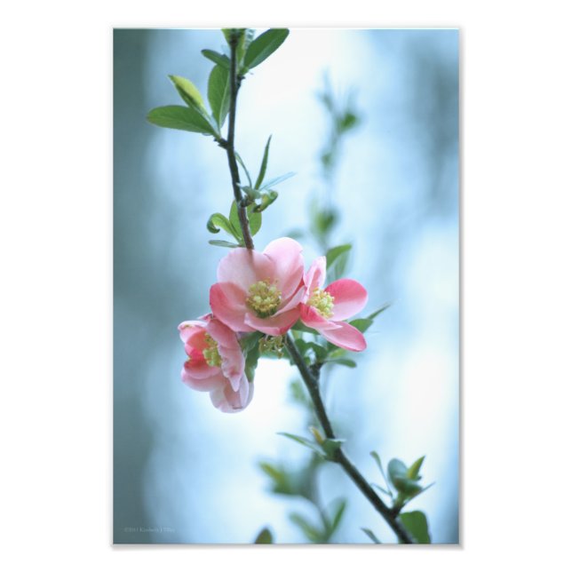 Apple Blossom #P0365 Foto Print (Vorne)