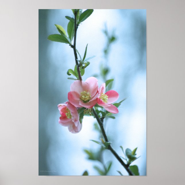 Apple Blossom #P0365 Poster (Vorne)
