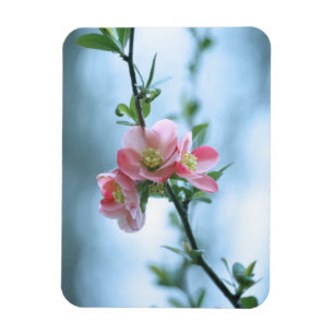 Apple Blossom #P0365 Vinyl Magnet