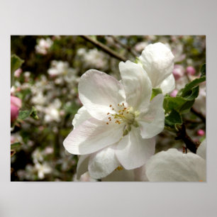 Apple Blossom Poster