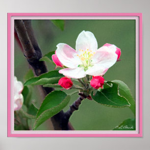 Apple Blossom Poster; Aquarellfarbe Impressionisti Poster